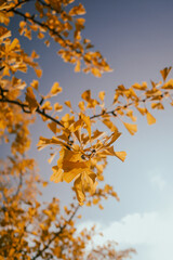 Yellow ginkgo autumn leaves on blue sky in Japan