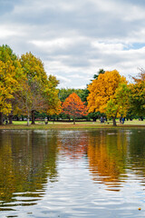 Autumn tree in the park.