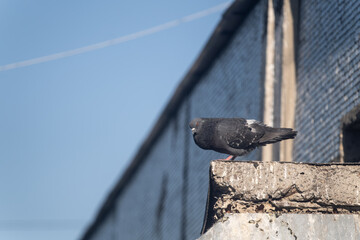 A Pigeon Perches on a Weathered Rooftop Against a Clear Blue Sky
