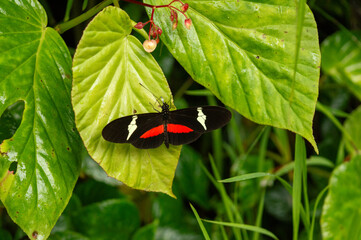 black and red butterfly perched on a green leaf in nature  © JuanFelipe