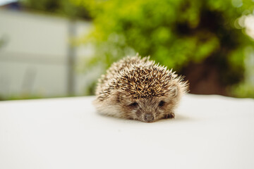 A Tiny Hedgehog Rests in the Summer Sun
