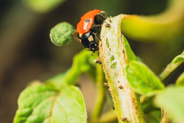 A Vibrant Ladybug Perched on a Green Stem © Anton Dios