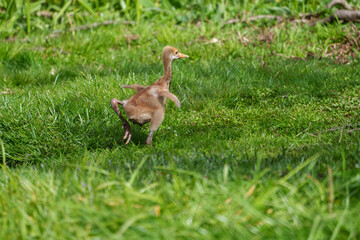 タンチョウのヒナ　北海道の生き物