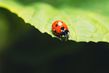 A Tiny Red Ladybug Perched On A Leaf In The Summer Sun