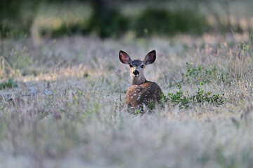  Columbian black-tailed deer fawn strolling in the park meadow 