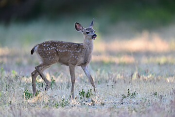  Columbian black-tailed deer fawn strolling in the park meadow 