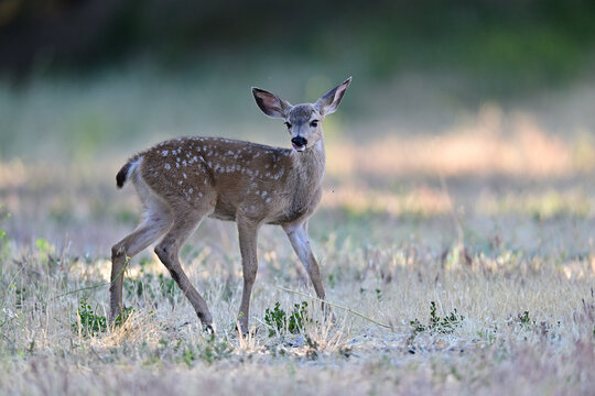  Columbian black-tailed deer fawn strolling in the park meadow 