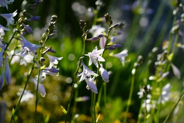 ギボウシ 擬宝珠