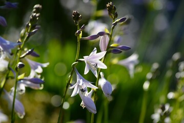 ギボウシ 擬宝珠