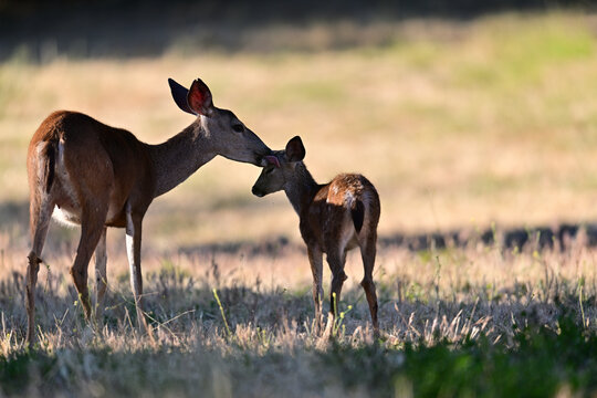  Columbian black-tailed deer fawn with mother