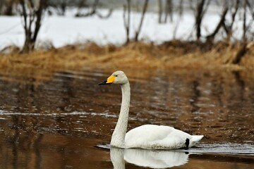 swan on the water