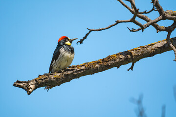 Close-up of Acorn woodpecker sitting on a tree.