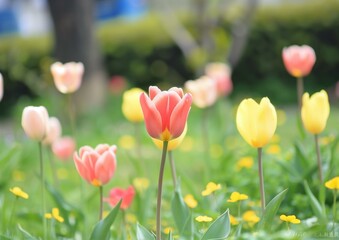 Obraz premium Colorful Blooming Tulips in a Spring Garden - Beautiful Flower Photography
