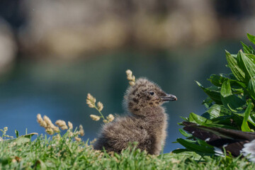 ウミネコのヒナ 北海道離島の海鳥