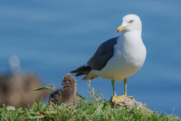 ウミネコのヒナ 北海道離島の海鳥