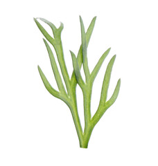 Sprig of fresh dill isolated on white