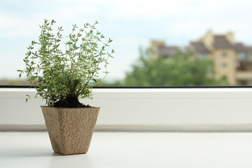 Thyme growing in peat pot on window sill. Space for text