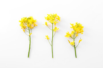 Beautiful yellow rapeseed flowers on white background, flat lay