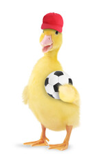 Cute small duckling red cap and soccer ball isolated on white