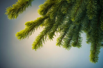 Obraz premium Pine Branches Against a Soft Blue Sky