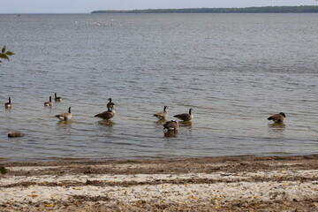 Canada Geese standing in shallow water  along a lakeshore
