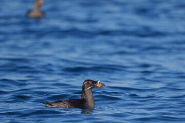 ウトウ　天売島海上からの北海道の野生動物