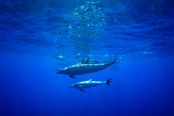 Pantropical spotted dolphins glide gracefully through the deep blue Hawaiian waters