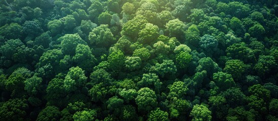 Aerial View of Lush Green Forest