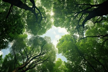 Fototapeta premium Upward view of a dense green forest canopy with sun rays peeking through tree branches