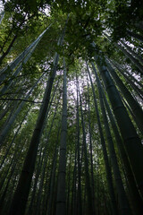 Naklejka premium Bamboo forest in Arashiyama Kyoto. consists of rows of towering, sturdy bamboo