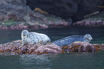 野生のゴマフアザラシ　北海道天売島の大自然 © ibuki