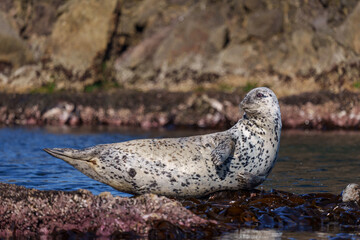 野生のゴマフアザラシ　北海道天売島の大自然 © ibuki