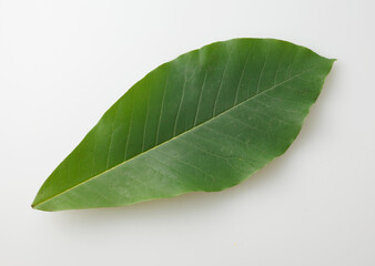 Obraz premium 朴葉 白バック