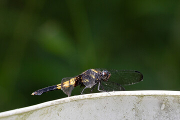 ガードレールにムギワラトンボ02