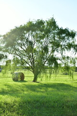 Hay Bale by Weeping Willow Tree