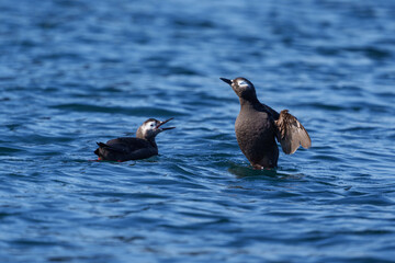 ケイマフリ　天売島　北海道の可愛い野鳥