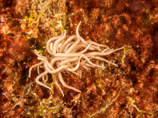 Graceful Yellow-Tipped Phyllodesmium (Phyllodesmium briareum), nudibranch with yellow-tipped cerata near Bohol, Philippines.  A true marvel of marine biodiversity. Underwater photography and travel.