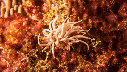 Graceful Yellow-Tipped Phyllodesmium (Phyllodesmium briareum), nudibranch with yellow-tipped cerata near Bohol, Philippines.  A true marvel of marine biodiversity. Underwater photography and travel.