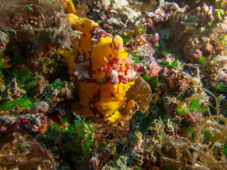 In the coral reefs off Bohol Island, Philippines, the Yellow Warty Frogfish (Antennarius maculatus). A master of disguise, this quirky fish awaits unsuspecting prey. Underwater photography and travel.