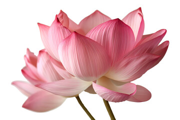 Fototapeta premium pink lotus flower latar transparent background, PNG file