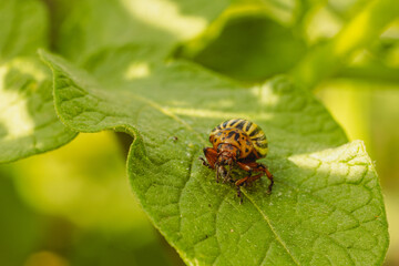 Colorado Potato Beetle on a Green Leaf