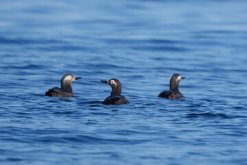 ケイマフリ　天売島　北海道の可愛い野鳥