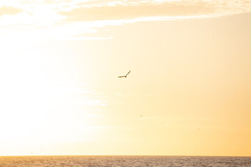 Silhouette of a flying seagull during an orange dusk sunset over the beach