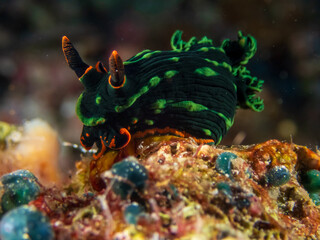Dusky Nembrotha (Nembrotha kubaryana), dorid nudibranch with vibrant colors and intricate patterns, on the coral reefs of tropical waters near Bohol, Philippines.  Underwater photography and travel.