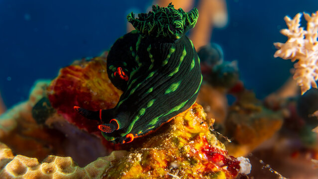 Dusky Nembrotha (Nembrotha kubaryana), dorid nudibranch with vibrant colors and intricate patterns, on the coral reefs of tropical waters near Bohol, Philippines.  Underwater photography and travel.