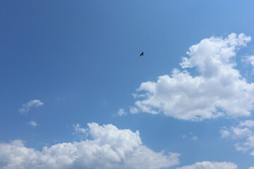 Bright blue sky background with flying crows playing in summer