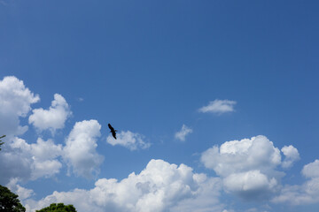 Bright blue sky background with flying crows playing in summer