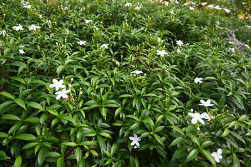 Obraz premium white jasmine flower in the yard