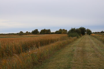 natural tall grass prairie in autumn splendor