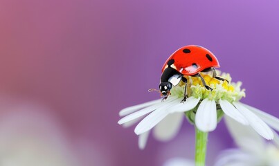 Close-up of a ladybug on a white daisy flower with a vibrant purple background, showcasing nature's beauty and delicate details.